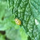Crypto World Nature - old