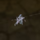 Crystal_Limited_Edition