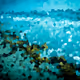 Crystallize nature