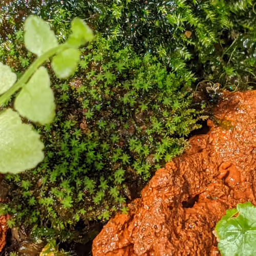 Crypto Mossy Green Club