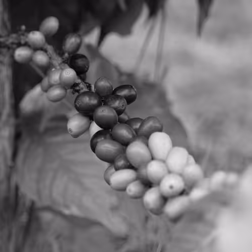 Puerto Rico Cultura Black and White