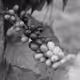 Puerto Rico Cultura Black and White
