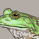 Curated Wildlife