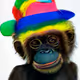 Curious-APE