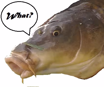 Curious_Carp - old