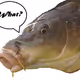 Curious_Carp - old