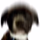 CuriousDoge