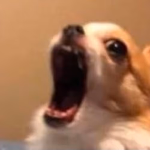 Cute animals that I photographed