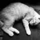 cute cat sleep