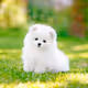Cute Dog Breeds