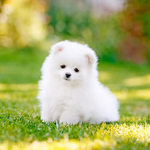 Cute Dog Breeds