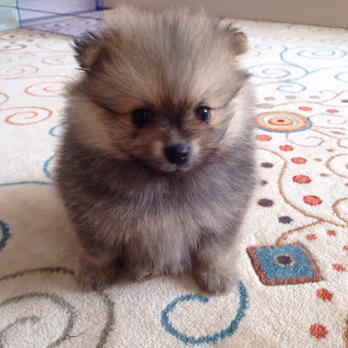 Cute-Dog-Krosh - old