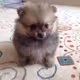 Cute-Dog-Krosh - old