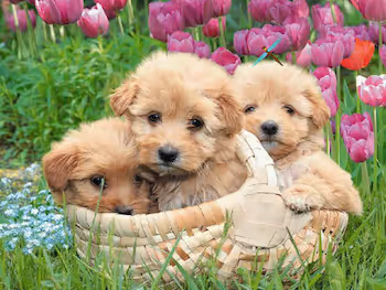 Cute dogs