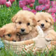Cute dogs