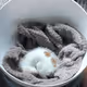 cute-kitty