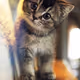 Cute Little Cats