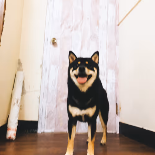 cute pets V4