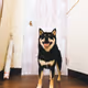 cute pets V4