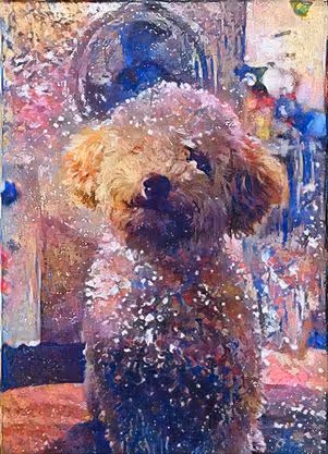Cute Poodle Collection
