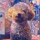 Cute Poodle Collection