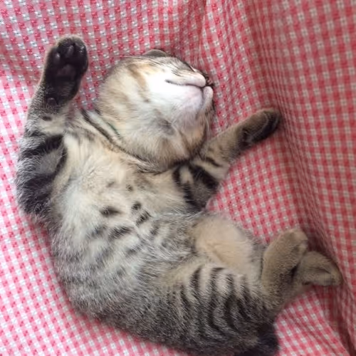 Kawaii Cute Cat Collection - old