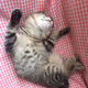Kawaii Cute Cat Collection - old