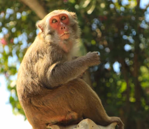 CuteOldMonkey