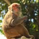 CuteOldMonkey
