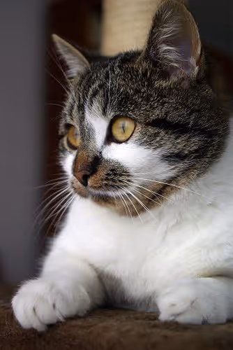 Cutest Cat Collection