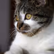 Cutest Cat Collection