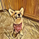 Corgi Yacht Club