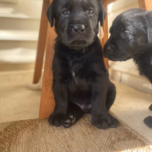 Cutest Pups