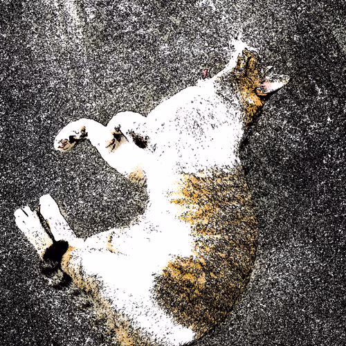 TheHomelessCuteCats
