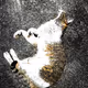 TheHomelessCuteCats