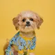 Cutie Paws Sample