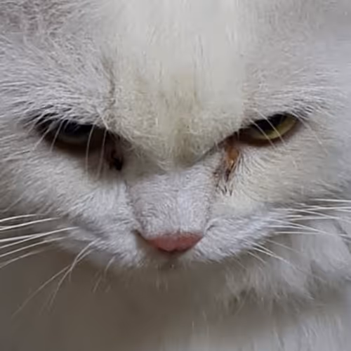 Cuties by Linyuehansj