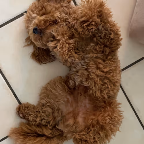 Cutiest image you have ever seen!