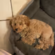 CutiestDog