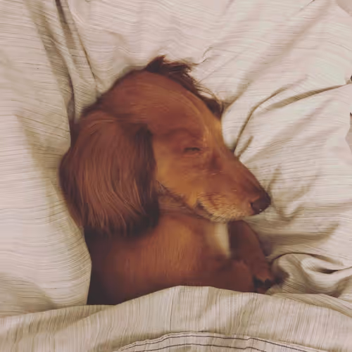 Dachshund Dao