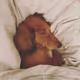 Dachshund Dao