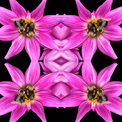 Dahlia Reflections