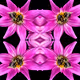 Dahlia Reflections