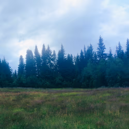 Everyday forrest
