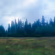 Everyday forrest