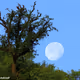 Daily_Moon
