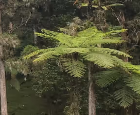 Daily Nature Collection