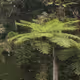 Daily Nature Collection