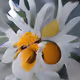 Daisy Dream Collection
