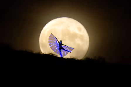 Dancing Butterfly
